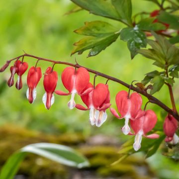 Coeur de Marie Rouge - Dicentra spectabilis Valentine