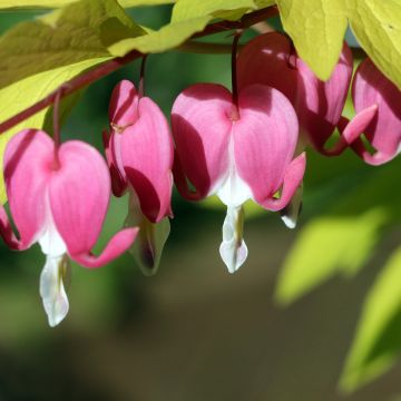 Dicentra spectabilis Goldheart - Tränendes Herz