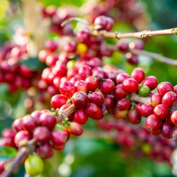 Coffea arabica - Caféier