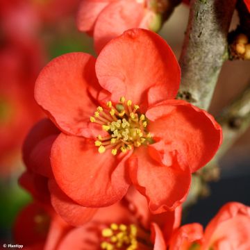 Zierquitte Red Kimono - Chaenomeles speciosa