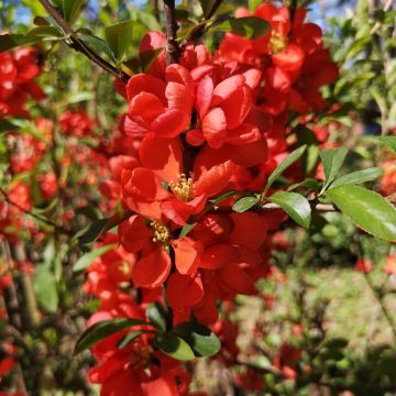 Japanische Zierquitte Cido Red - Chaenomeles japonica