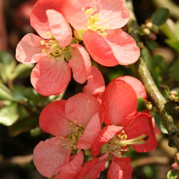 Zierquitte Colour Trail - Chaenomeles superba