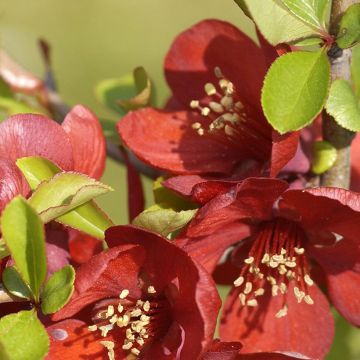 Zierquitte Crimson and Gold - Chaenomeles superba