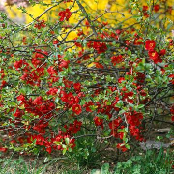 Zierquitte Crimson and Gold - Chaenomeles superba