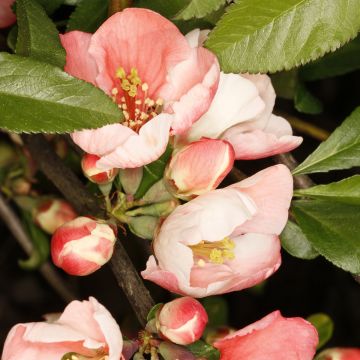 Zierquitte Flocon Rose - Chaenomeles speciosa