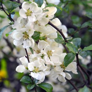 Zierquitte Nivalis - Chaenomeles speciosa