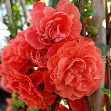 Zierquitte Orange Storm - Chaenomeles speciosa