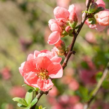 Zierquitte Pink Lady - Chaenomeles superba