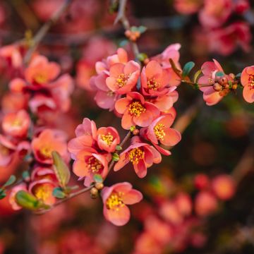 Zierquitte Red Joy - Chaenomeles superba