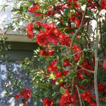 Cognassier du Japon Fire dance - Chaenomeles speciosa 