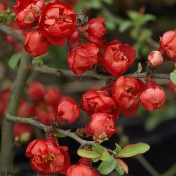 Cognassier du Japon Red Joy - Chaenomeles superba 