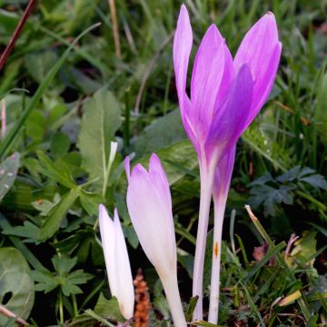 Colchicum autumnale Pannonicum - Herbst-Zeitlose