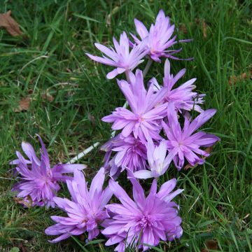 Colchicum autumnale Pleniflorum - Herbst-Zeitlose