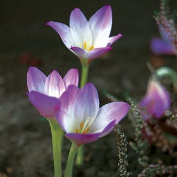 Colchicum speciosum Giganteum - Kaukasus-Herbstzeitlose