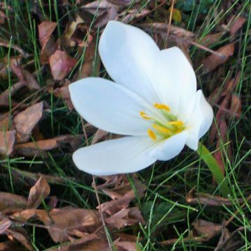 Colchicum speciosum Album - Kaukasus-Herbstzeitlose