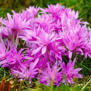 Colchicum Waterlily - Herbstzeitlose