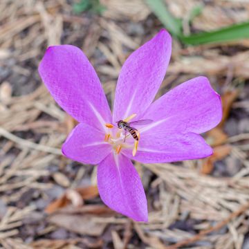 Colchicum Lilac wonder - Herbstzeitlose