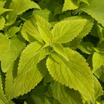 Buntnessel Copinto Margarita - Solenostemon