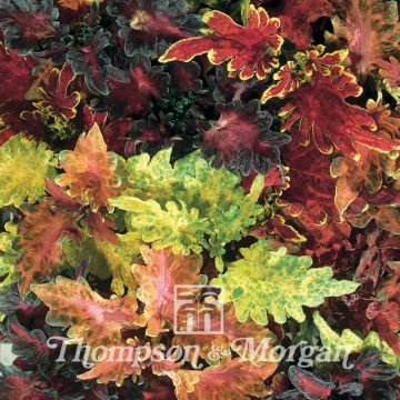 Buntnessel Dragon Sunset & Volcano Mixed (Samen) - Solenostemon