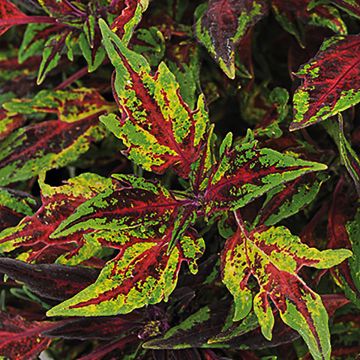 Coleus scutellarioides Chili Pepper - Buntnessel