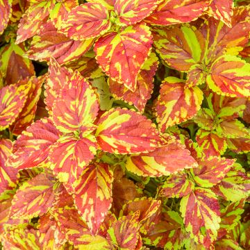 Buntnessel Golden Freckles - Solenostemon