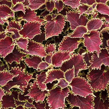 Coleus Vulcan - Buntnessel