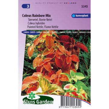 Coleus blumei Rainbow (Samen) - Buntnessel