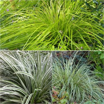 Kollektion 3 Carex EverColor