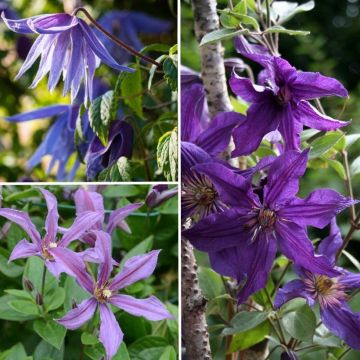 Waldrebe-Sammlung: widerstandsfähige Clematis in blau-violetten Tönen