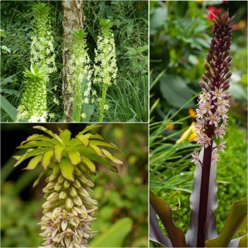 Sammlung 5 Eucomis