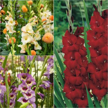 Sammlung von 60 Gladiole Harlequin