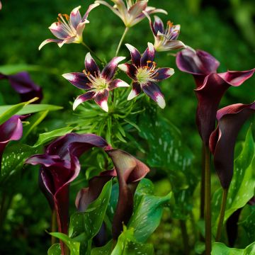 Purpurfarbene Zwiebelkollektion: Lilien und Aronstab