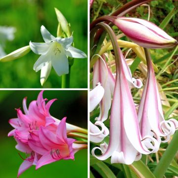 Sammlung Crinums powelii