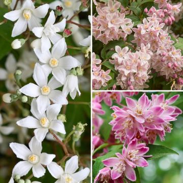 Deutzia-Sammlung für blühende Beete