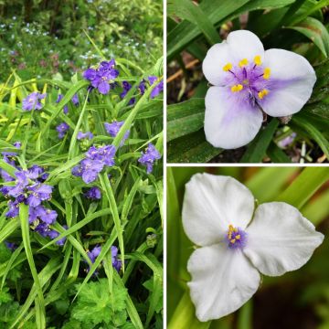 Vergängliche Sammlung von Virginia - Tradescantias