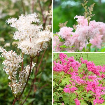 Filipendula-Sammlung