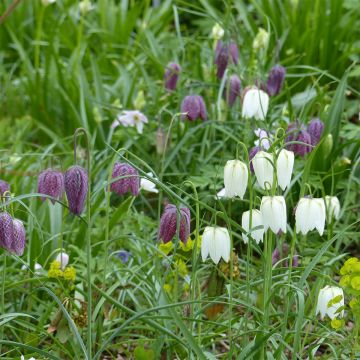 Sammlung der Schachblume in Purpur und Weiß