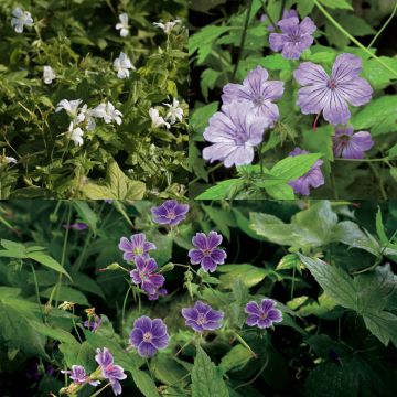 Storchschnabel-Sammlung Geranium nodosum