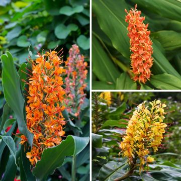 Hedychium-Sammlung - Zieringwer