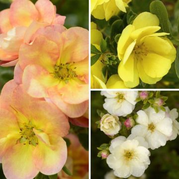 Sammlung von Hopwoods Fingerkraut mit doppelten Blüten