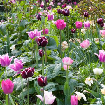 Natürliche Tulpenkollektion