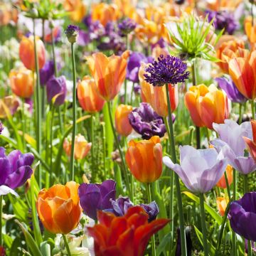 Sammlung Orangen-Violette Tulpen