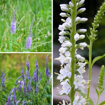 Veronica longifolia-Sammlung - Veronikas mit langen Blättern