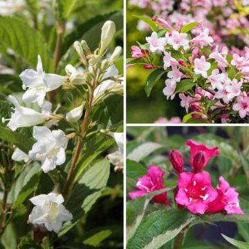 Weigelie Kollektion für Hecken und Beete