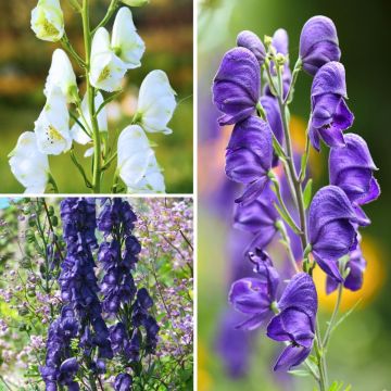 Sammlungen von blauen und weißen Eisenhut