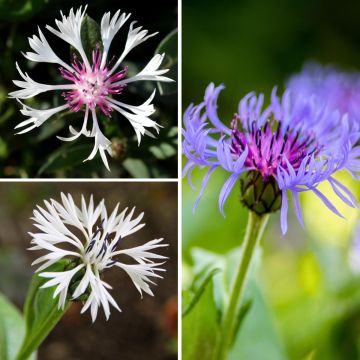 Sammlung von Kornblumen aus den Bergen