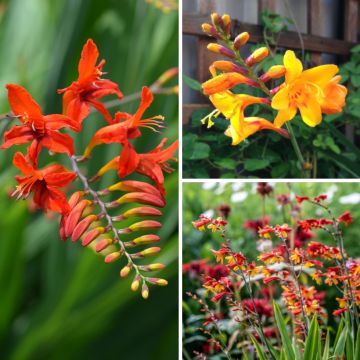 Crocosmia-Sammlung