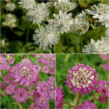 Kollektion von 3 Sternduftsterne - Astrantia major