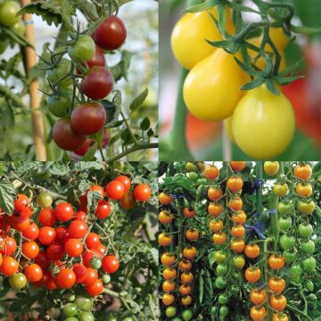 Kollektion von 4 Snack-Tomaten - Kirschtomate und Cocktailtomate