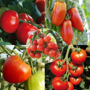 Bio-Tomatensammlung mit 5 Pflanzen